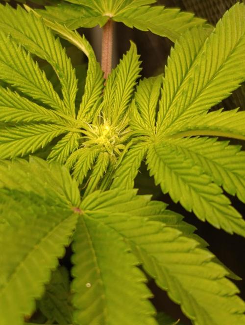 GokuZ OG Test & Marshydro. Week 8