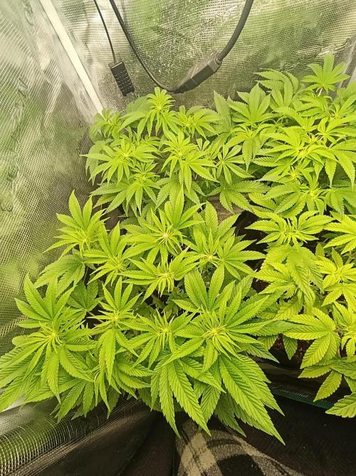 Zour MelonZ Test & Xpertnutrients. Week 8