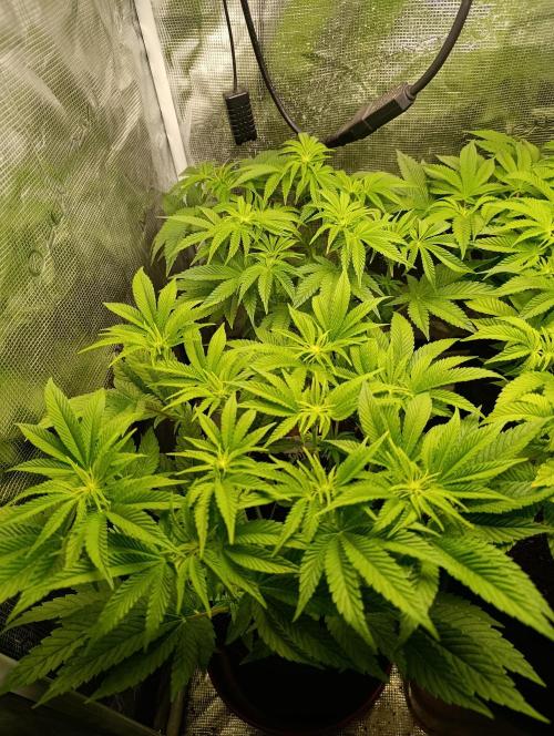 Zour MelonZ Test & Xpertnutrients. Week 8