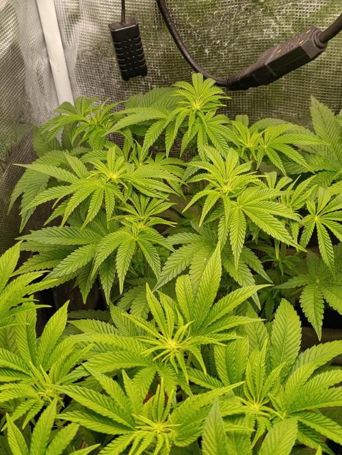 Zour MelonZ Test & Xpertnutrients. Week 8