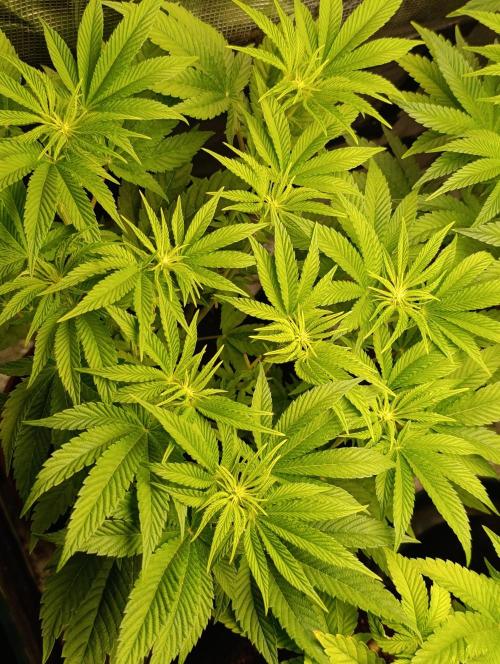 Zour MelonZ Test & Xpertnutrients. Week 8