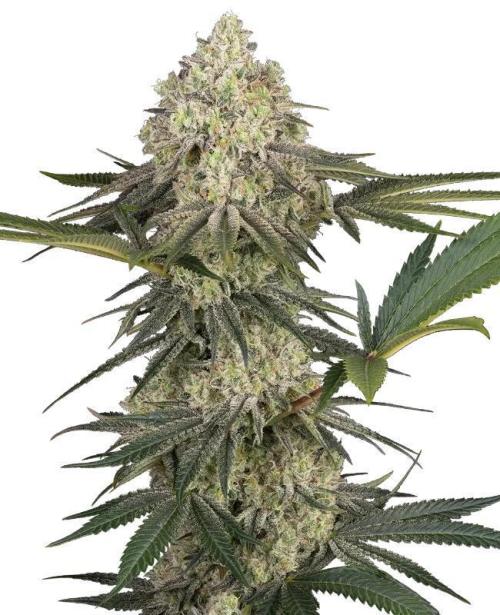 Triple Mints XXL. Week 0