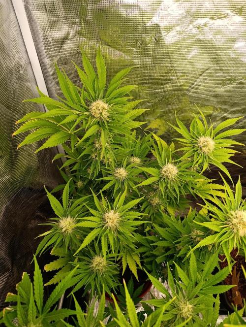 Sundae Driver Marshydro. Week 10
