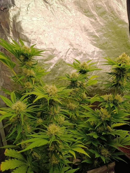 Sundae Driver Marshydro. Week 10
