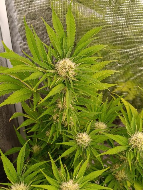 Sundae Driver Marshydro. Week 10