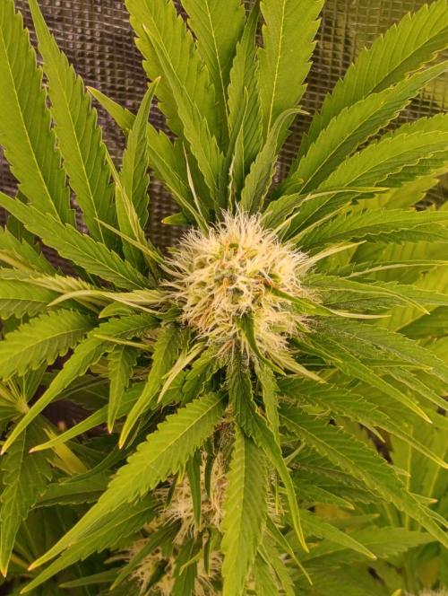Sundae Driver Marshydro. Week 10