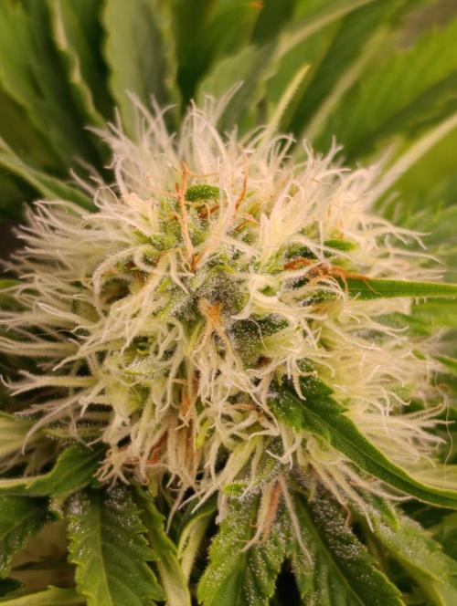 Sundae Driver Marshydro. Week 10