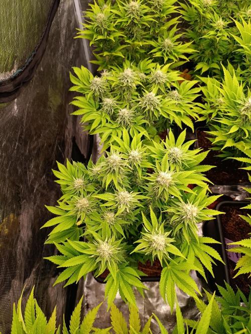 Isla Mirage Xpertnutrients. Week 11