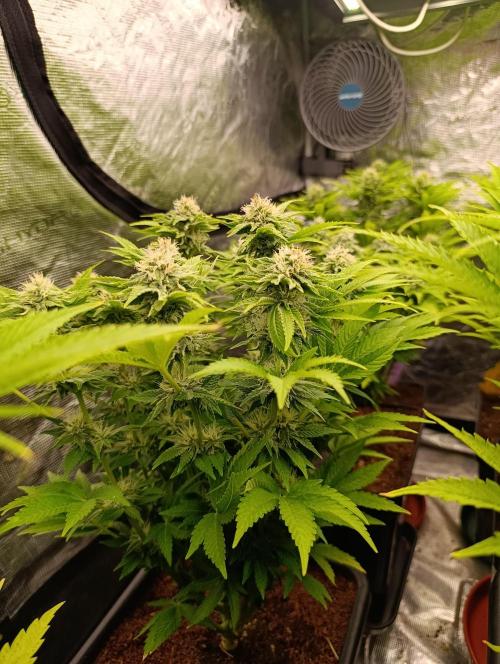 Isla Mirage Xpertnutrients. Week 11