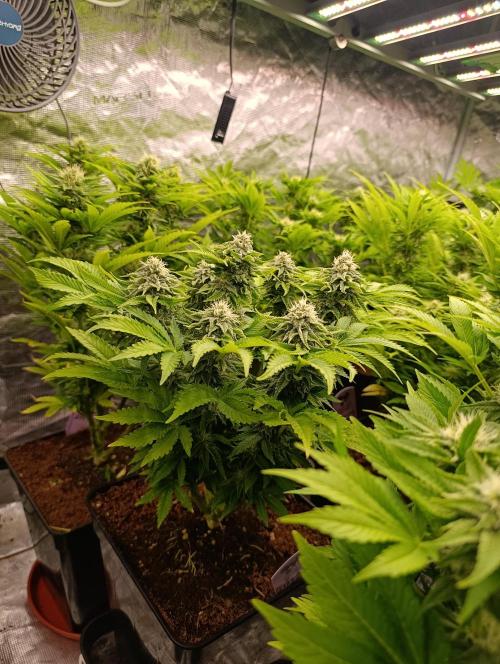 Isla Mirage Xpertnutrients. Week 11