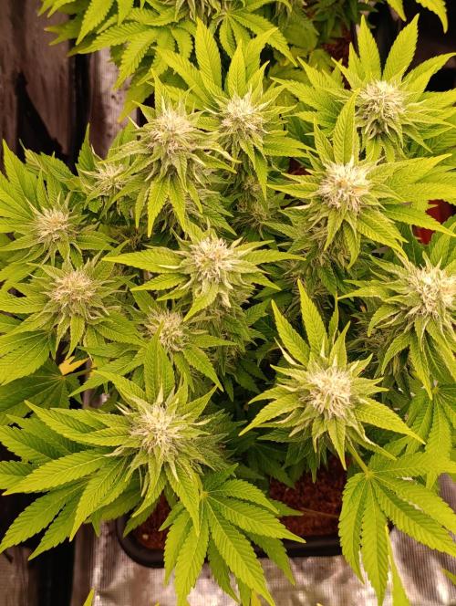 Isla Mirage Xpertnutrients. Week 11