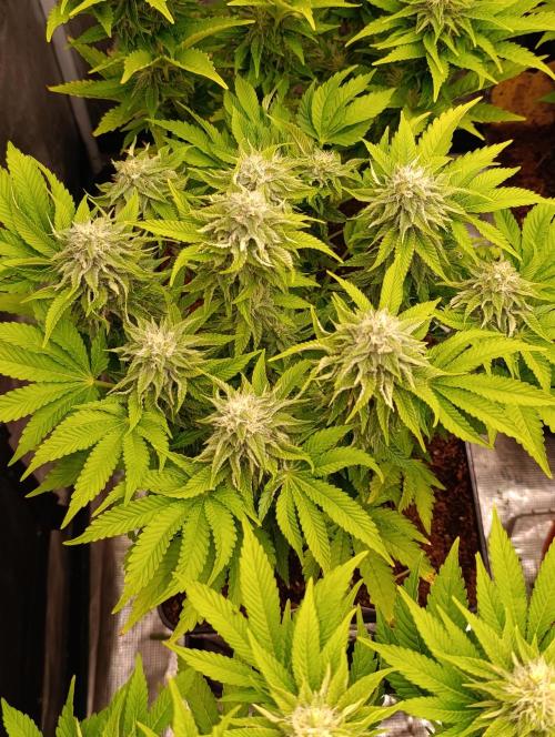 Isla Mirage Xpertnutrients. Week 11