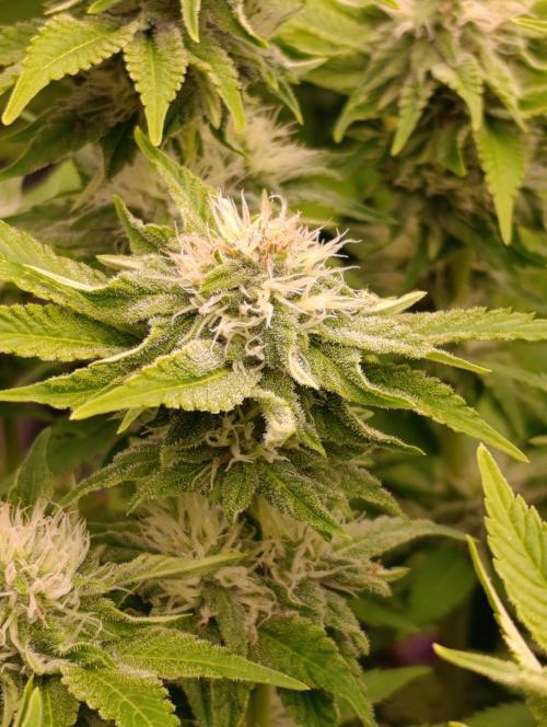 Isla Mirage Xpertnutrients. Week 11