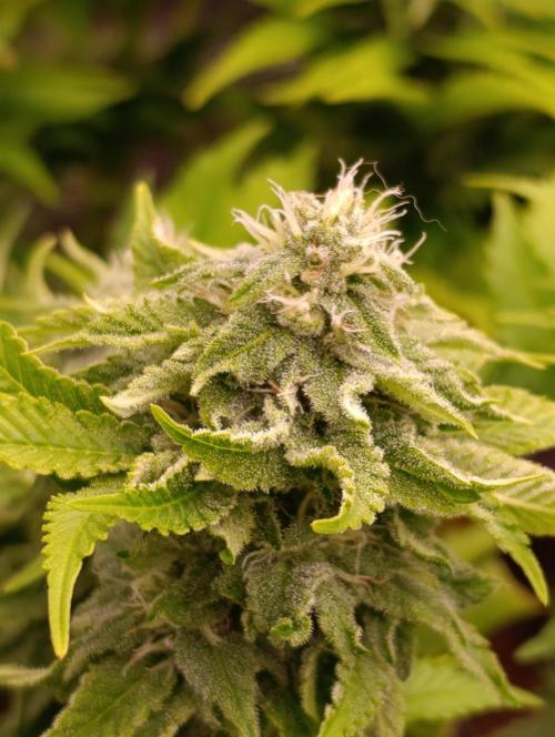 Isla Mirage Xpertnutrients. Week 11