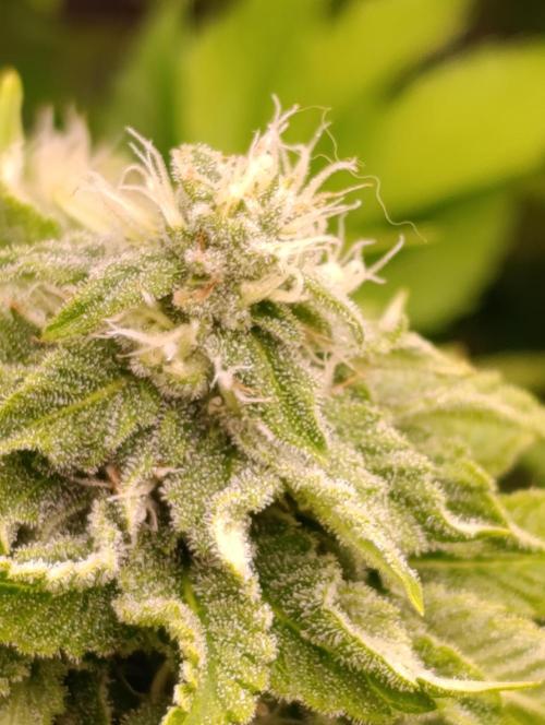 Isla Mirage Xpertnutrients. Week 11