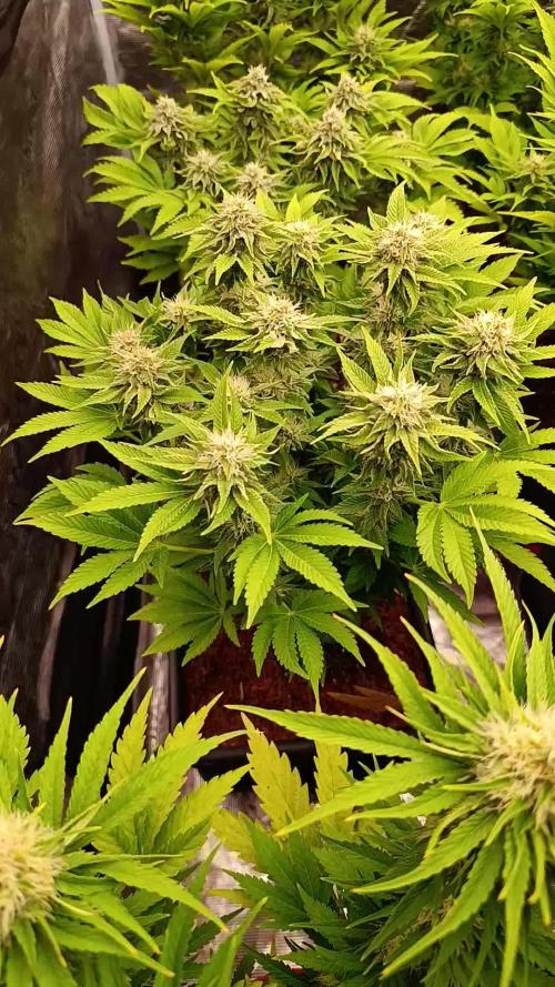 Isla Mirage Xpertnutrients