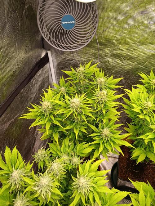 Grape Ape Marshydro. Week 11