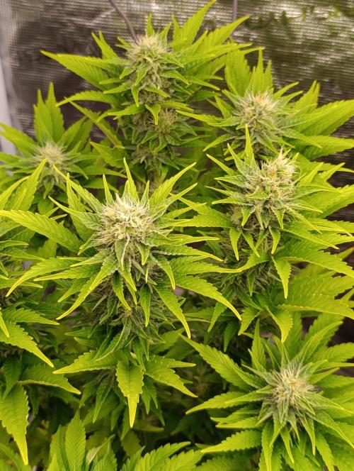 Grape Ape Marshydro. Week 11