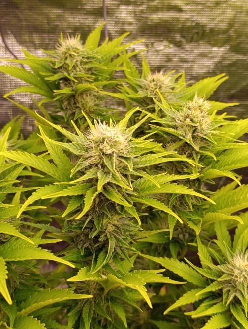 Grape Ape Marshydro. Week 11