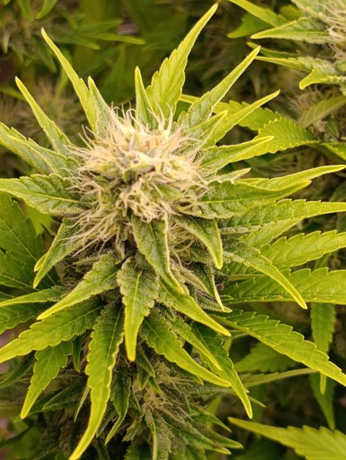Grape Ape Marshydro. Week 11