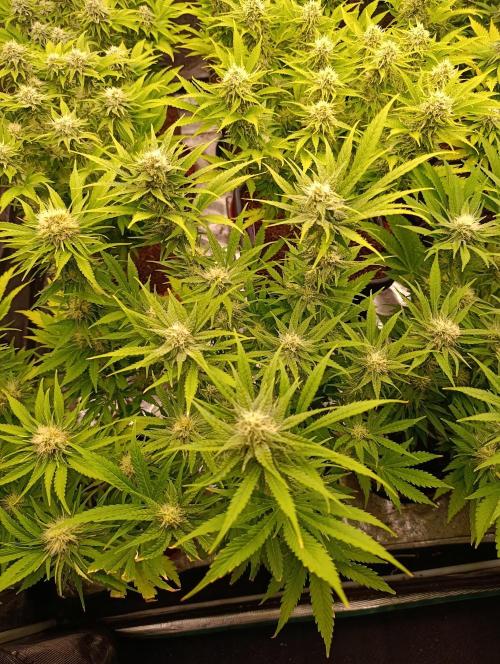 Banana Fumes. Week 10