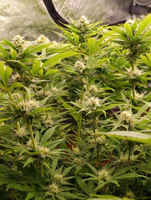 Banana Fumes. Week 10