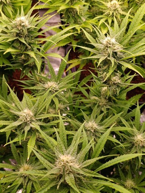 Banana Fumes. Week 10