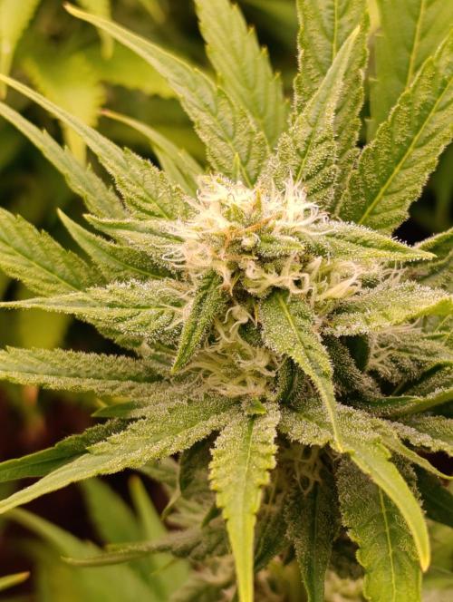 Banana Fumes. Week 10