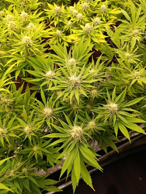 Zingatsu Xpertnutrients. Week 10