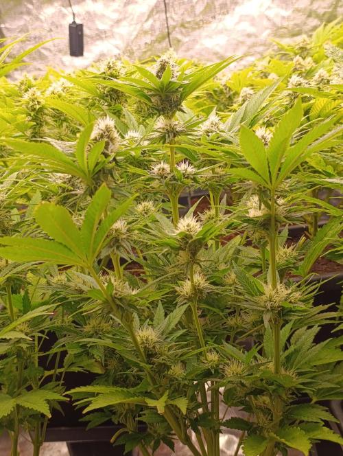 Zingatsu Xpertnutrients. Week 10