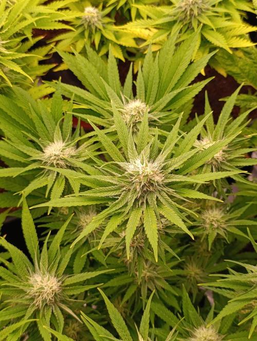 Zingatsu Xpertnutrients. Week 10