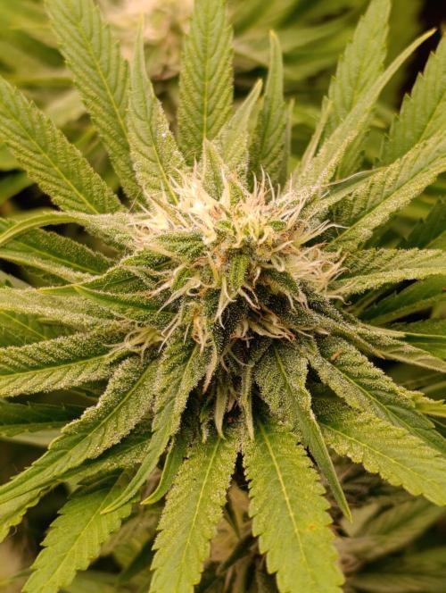 Zingatsu Xpertnutrients. Week 10