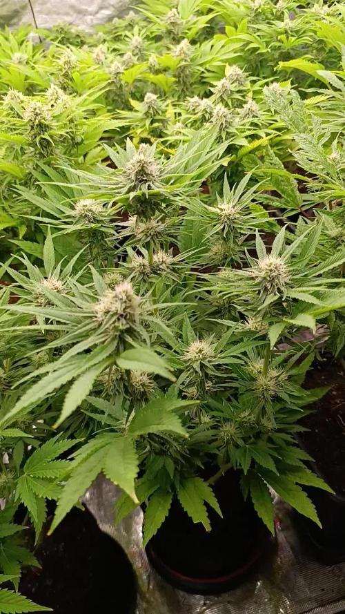 Zingatsu Xpertnutrients