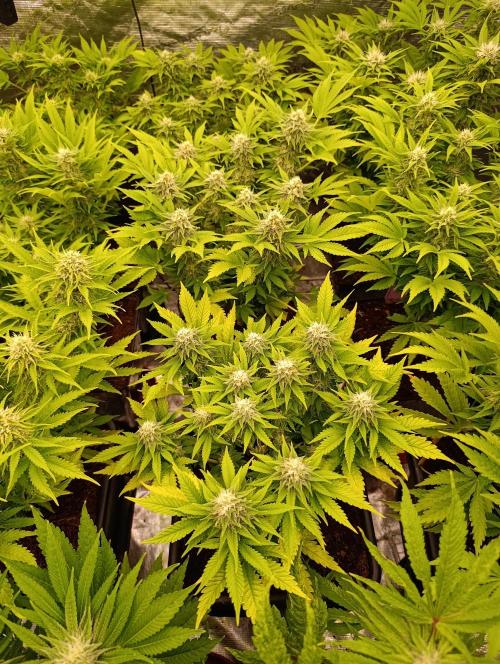 Red Banana Pudding II Marshydro. Week 11