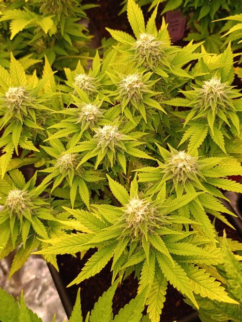 Red Banana Pudding II Marshydro. Week 11