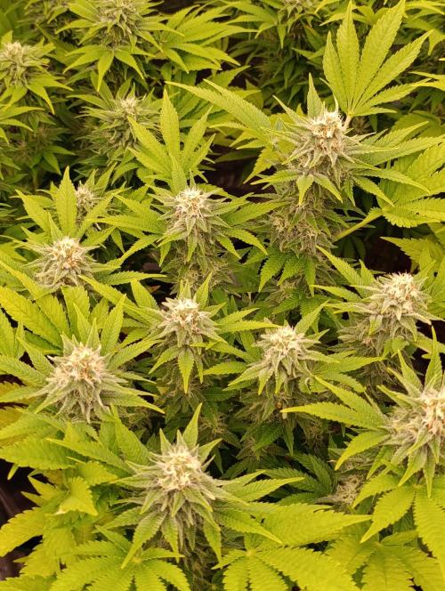 Red Banana Pudding II Marshydro. Week 11