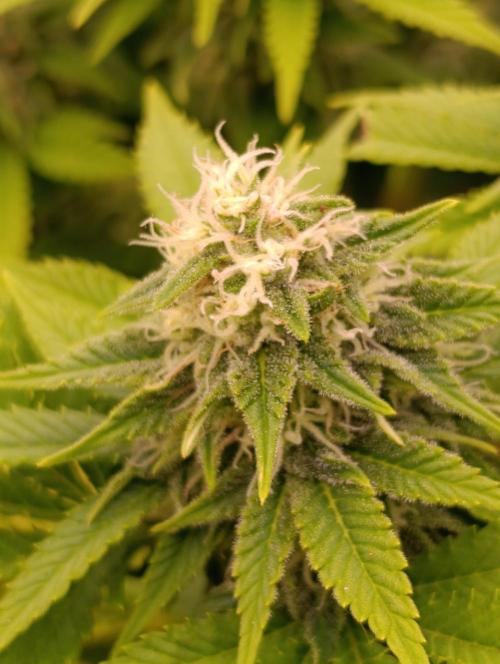 Red Banana Pudding II Marshydro. Week 11