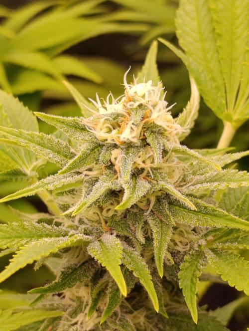 Red Banana Pudding II Marshydro. Week 11