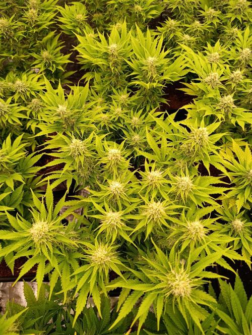 Privileged Baddie Xpertnutrients. Week 11