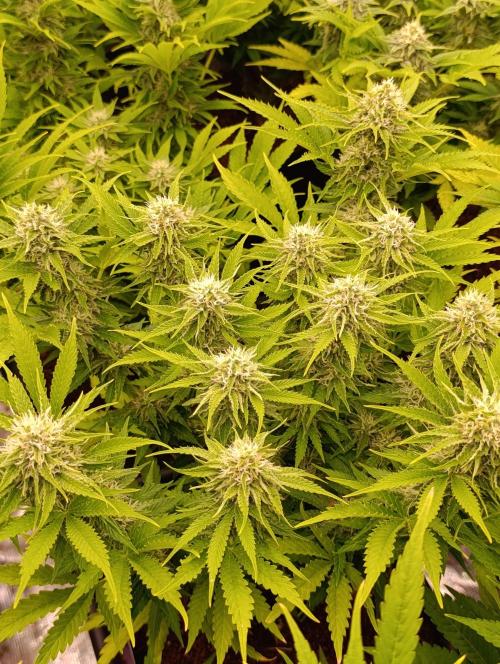 Privileged Baddie Xpertnutrients. Week 11