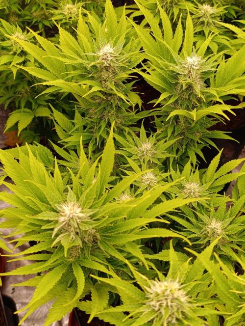 Privileged Baddie Xpertnutrients. Week 11