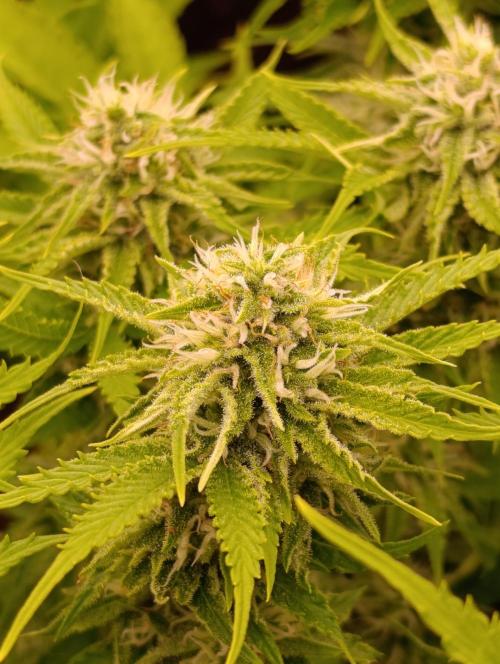 Privileged Baddie Xpertnutrients. Week 11