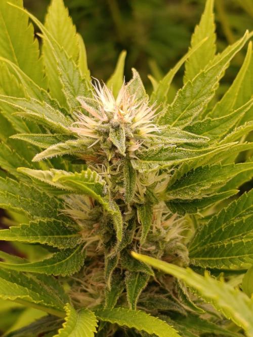 Privileged Baddie Xpertnutrients. Week 11