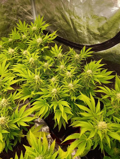 Sour Puffs Xpertnutrients. Week 11