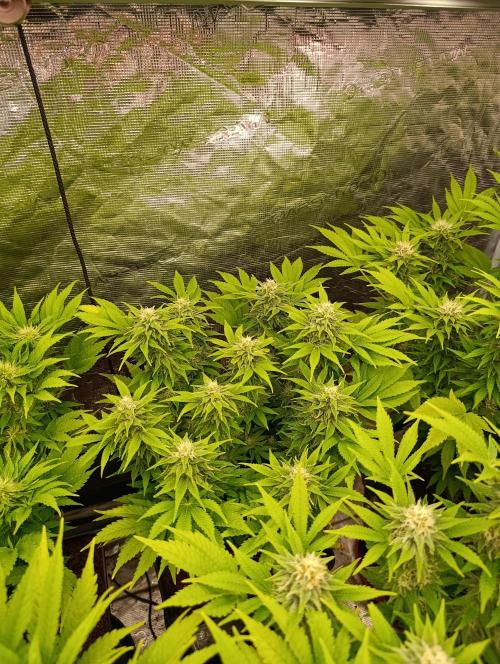 Sour Puffs Xpertnutrients. Week 11