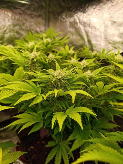 Sour Puffs Xpertnutrients. Week 11