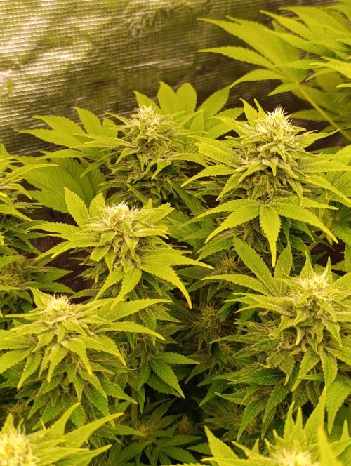 Sour Puffs Xpertnutrients. Week 11