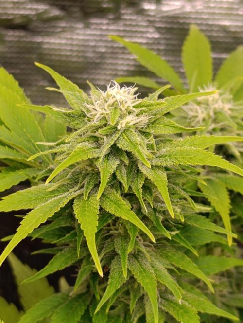 Sour Puffs Xpertnutrients. Week 11