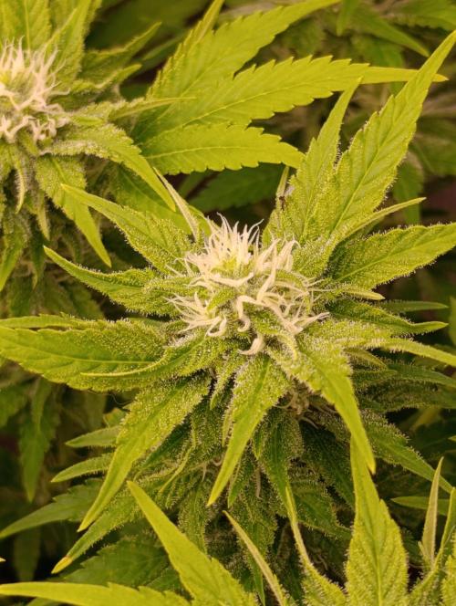 Sour Puffs Xpertnutrients. Week 11