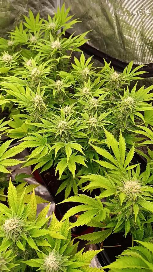 Sour Puffs Xpertnutrients